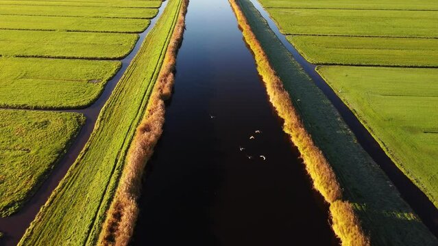 Aerial drone footage of vast green Dutch farmland fields in the countryside, separated by water canals. Filmed at sunrise.