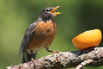 Robin eating orange meant for Baltimore Orioles on bright summer day on branch perch