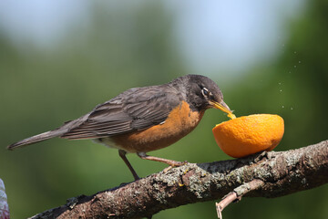 Robin eating orange meant for Baltimore Orioles on bright summer day on branch perch