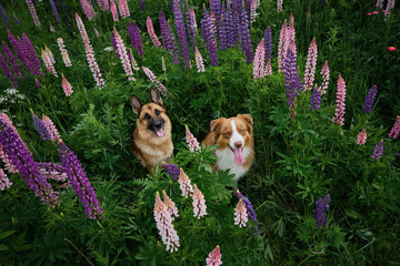 Two purebred beautiful dogs are sitting among wild flowers in tall green grass. View from above. German and Australian Shepherd dog poses in lupinus in summer field. Pink, purple and lilac lupines.
