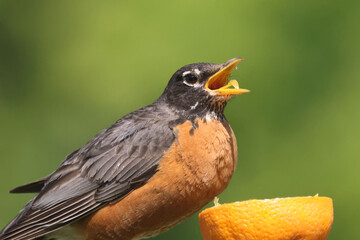Robin eating orange meant for Baltimore Orioles on bright summer day on branch perch