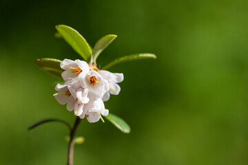 macro White flowers of Vaccinium vitis-idaea (lingonberry, partridgeberry, mountain cranberry or...