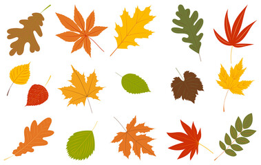 autumn leaves set in flat design, isolated vector