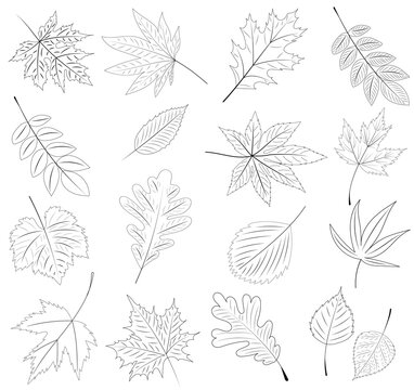 tree leaves sketch, doodle on white background, set