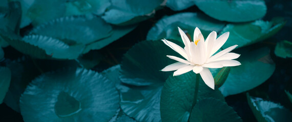 Close-up beautiful white lotus flower in pond.White Lotus Flower background Lily Floating on The...