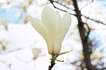 Fototapeta na wymiar White magnolia flower on the tree