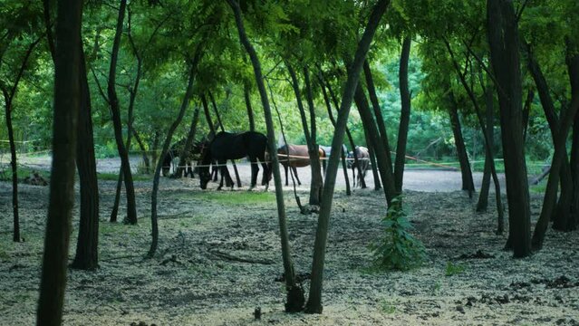 Herd of horses grazing on grass in the middle of tree-filled meadow. Group of beautiful stallions eating and relaxing outdoors. Gorgeous colorful mounts chewing greenery on pasture filled with trees
