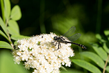 Dragonfly on white rowan flowers on a sunny summer day