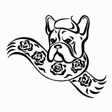 Hand drawn portrait of french bulldog dressed up in french style. Vector image of bulldog.