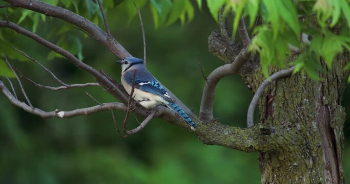 Blue Jay Sitting On A Branch Facing Away From Camera
