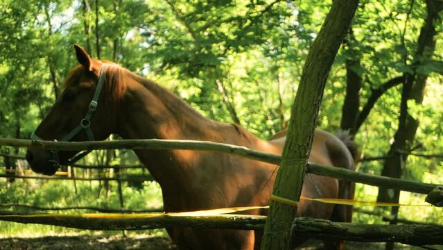 Slow motion close up shot of beautiful calm brown stallion relaxing outdoors on a bright sunny day. Gorgeous dark horse proudly standing on grassy tree-filled meadow. Serene mount quietly spectating
