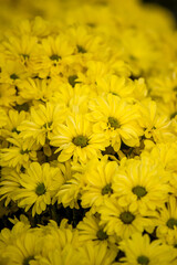 Chrysanthemum Copa yellow flowers (selctive focus)
