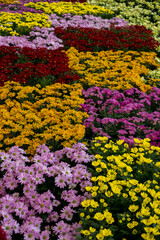 Colorful flower displays at Dasada Gallery,Prachinburi,Thailand
