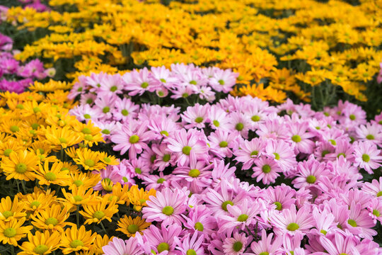 Colorful flower displays at Dasada Gallery,Prachinburi,Thailand
