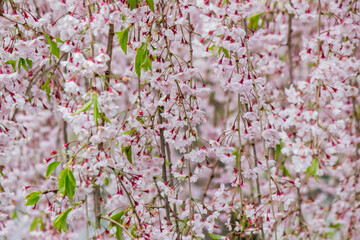 Beautiful pink Shidarezakura(Weeping Cherry blossoms) on the Nicchu Line,Kitakata,Fukushima,Tohoku,Japan