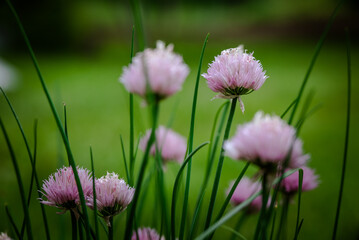 Chives in bloom