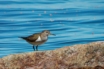 Common sandpiper (Actitis hypoleucos) on a stone near seashore.