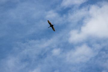 A bird flies through the sky off of Isle Royale National Park in Michigan
