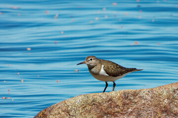 Common sandpiper (Actitis hypoleucos) on a stone near seashore.
