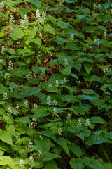 Flowering Maianthemum bifolium plants cover a hillock in forest.
