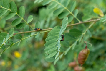 Larves de coccinelle