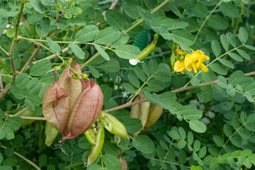 Robinier faux acacia (Robinia pseudoacacia)