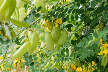 Robinier faux acacia (Robinia pseudoacacia)