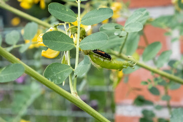 Larves de coccinelle