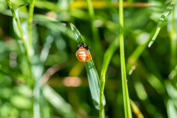 Chrysalide d'une larve de coccinelle