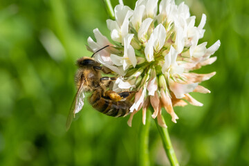 Abeille butinant une fleur de trèfle