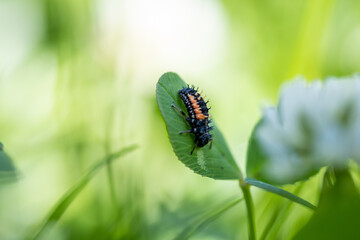 Larves de coccinelle
