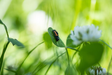 Larves de coccinelle