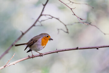 Red throat perched on a branch in an undergrowth