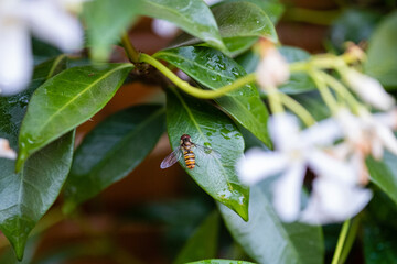 Syrphe ceinturé (Episyrphus balteatus)