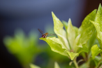 Syrphe ceinturé (Episyrphus balteatus)