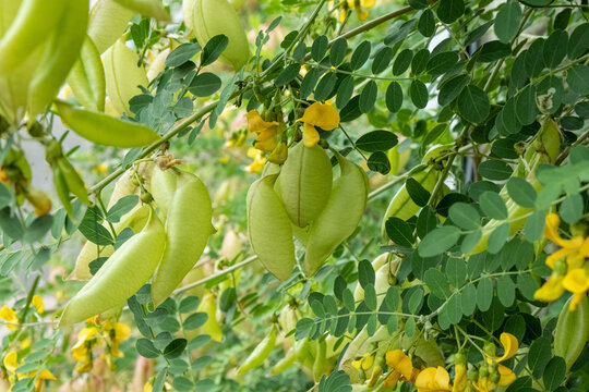 Robinier faux acacia (Robinia pseudoacacia)
