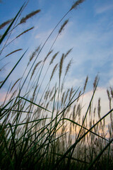 Imperata cylindrica (cogon grass) blowing in the wind,with sunset sky in the background