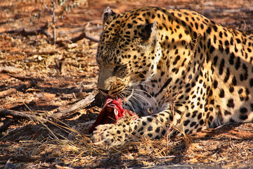Leopard beim Fressen
