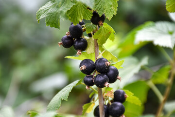 Close-up of ripe black currants on a branch in a garden plot