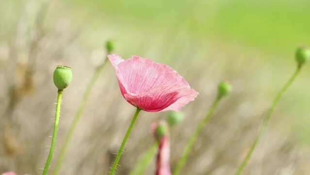 Wild pink poppies in the summer season bloomed in the field