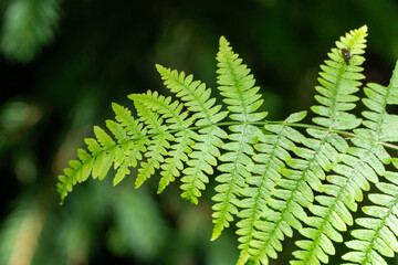 fern leaf in the forest