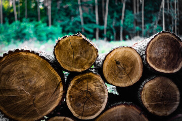 a freshly cut tree in logs