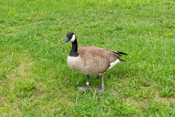 An adult size wild Canada Goose bird stands on vibrant green grass. The large bird has brown, black, and white feathers. With a long black neck with a white patch. The animal has its head up. 