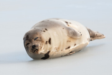 A large grey harp seal or harbour seal on white snow and ice looking upward with a sad face. The wild gray seal has long whiskers, light fur or skin, dark eyes, spotted fur and heart shaped nose.  