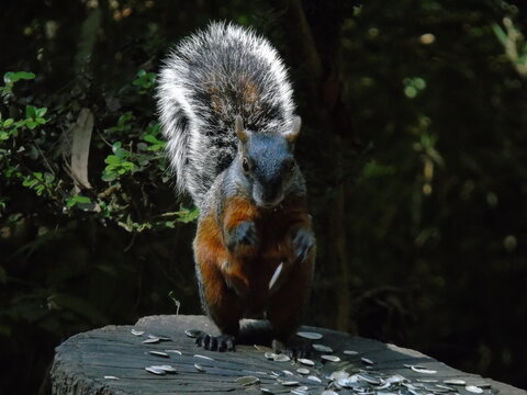 Ardilla comiendo semillas