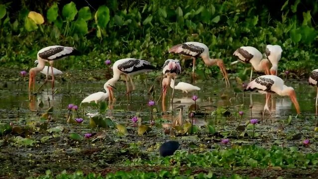 Painted stork birds hunting food in wetland