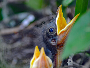 Waiting for feeding.  Baby mocking birds in nest.