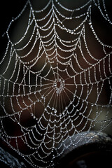 macro detail of a spiderweb with dew