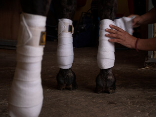 Female hand putting some polo leg wraps to a dark brown horse.