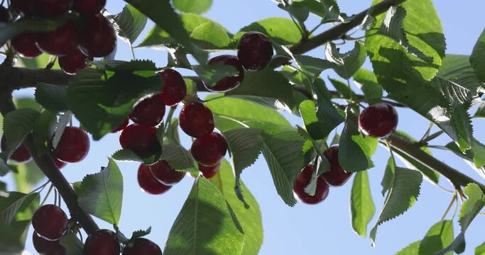 Slow motion video of fragrant ripe juicy merry or cherry on branch